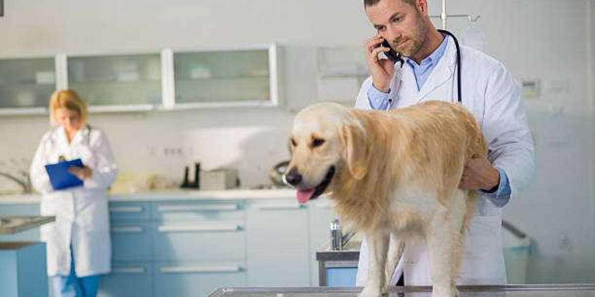 Exploring the Benefits of Animal Hospital Care