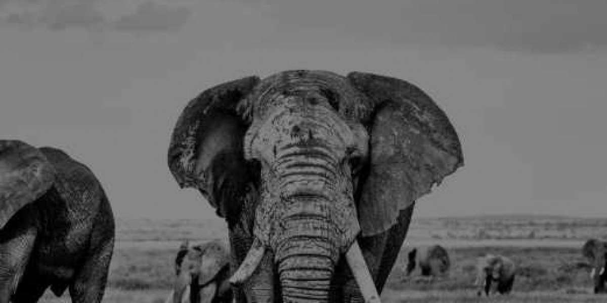 Amboseli Wildlife Photography Workshop