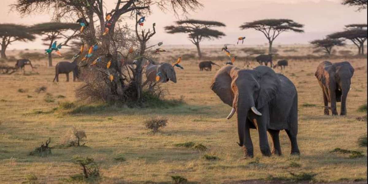 Tarangire National Park: The Complete Guide