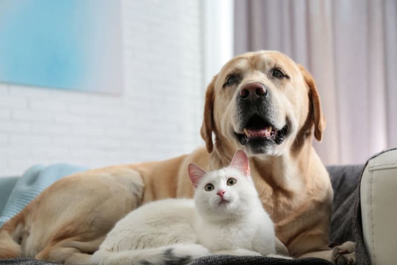 Pet Health Care Checklist for Every Pet Parents