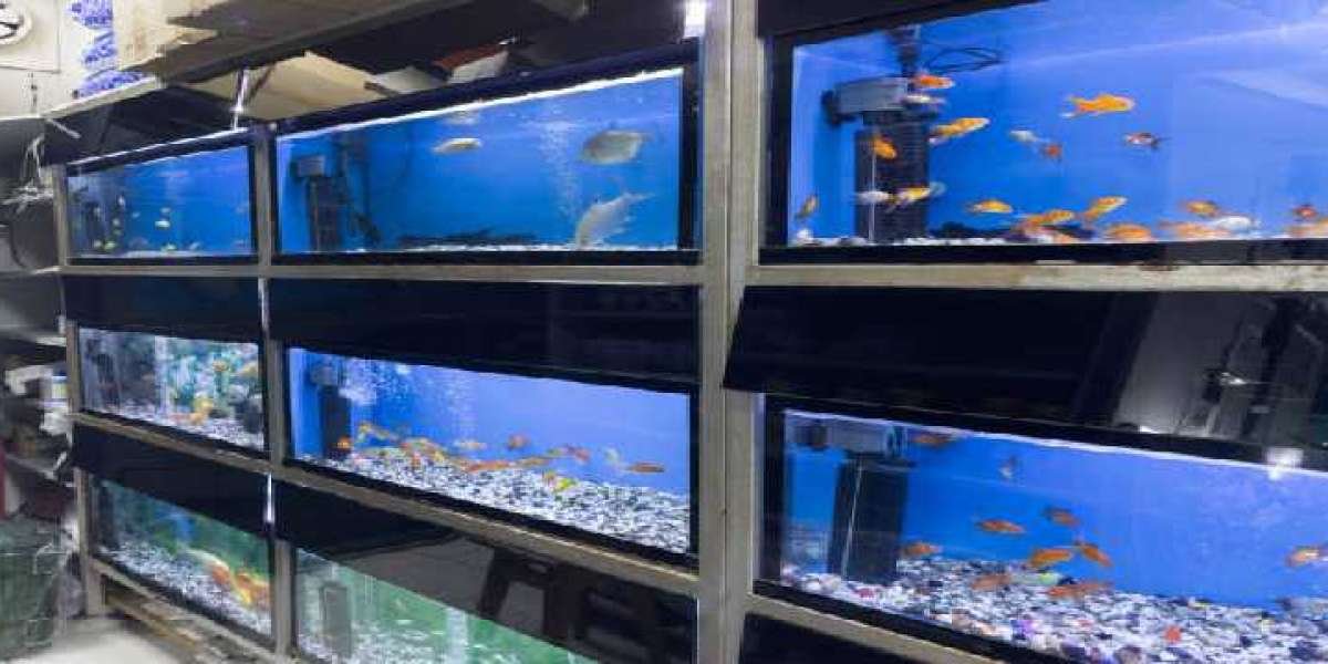 Expert Guide to Aquarium Maintenance: Keeping Your Tank Clean and Healthy