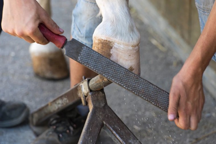 Horse Care: The Benefits of Hoof Rasping | 3 Benefits Of