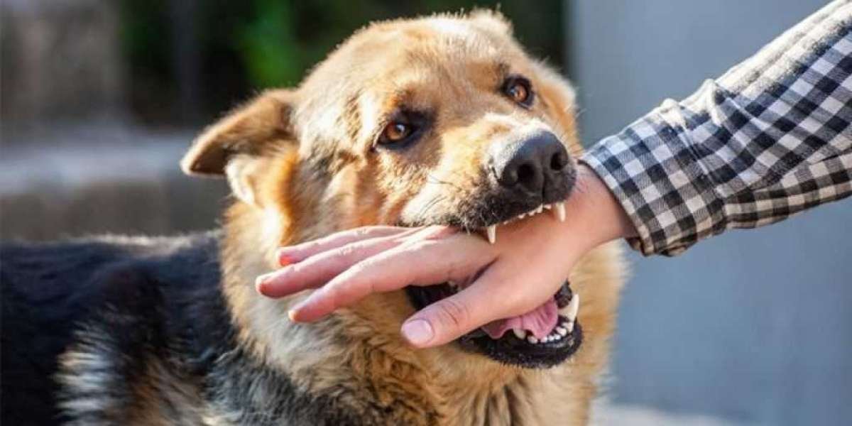 The Impact of Breed Stereotypes on Dog Bite Prevention