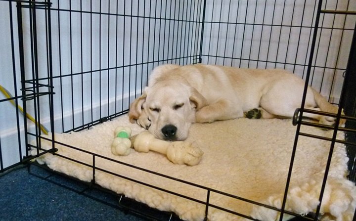 Pet Cages 101: How to Ensure Your Furry Friend's Comfort and Security - Lovely.net.au