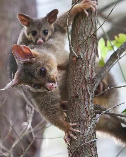 How to Get Rid of Possums with Expert Possum Removal in Melbourne