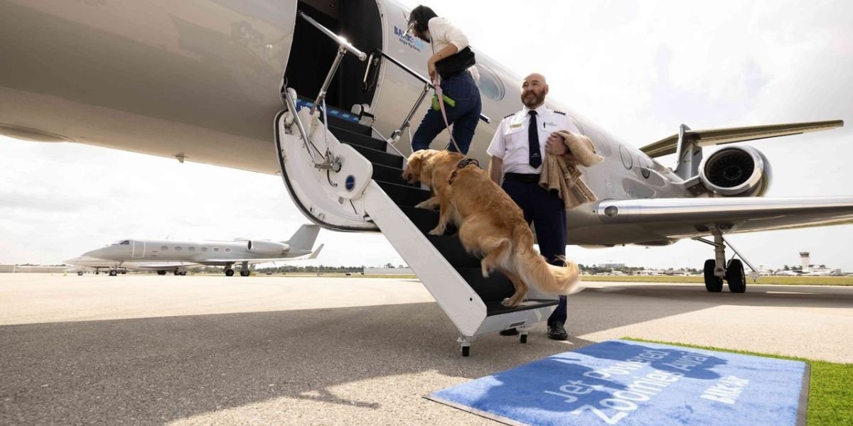 Top 7 Airlines That Allow Large Dogs in The Cabin